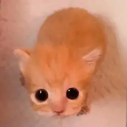 gatito