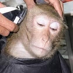 MONKIE