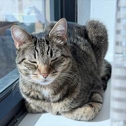 Cybercat
