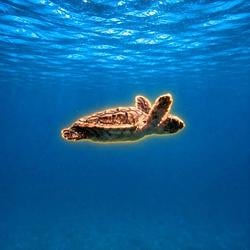 Turtle / SOL