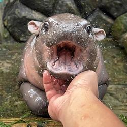 MOOYAP