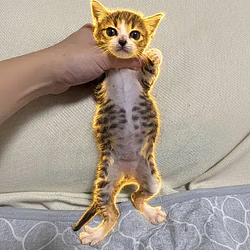 CHICHI