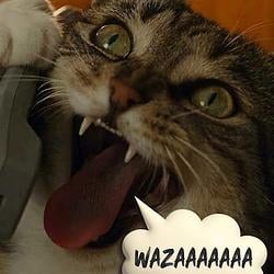SCREAMCAT