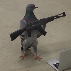 pigeonwifak