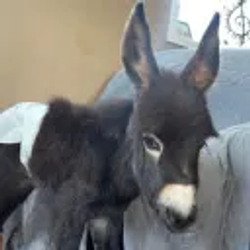 HeeHaw