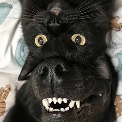 CATDOG