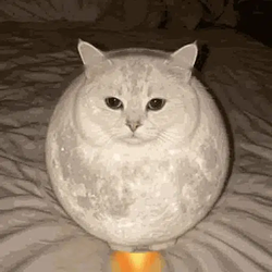 Mooncat