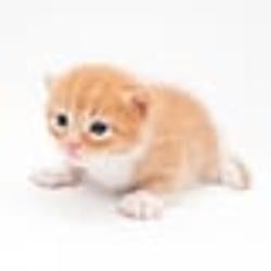 Gary