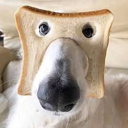 INBRED / SOL