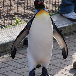 OLAV