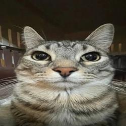 catracks / SOL