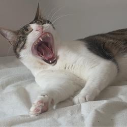 YCAT