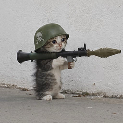 rocketcat