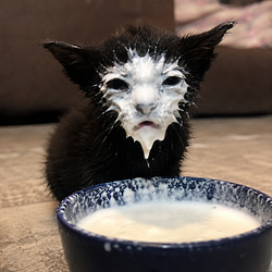 MILKFACE