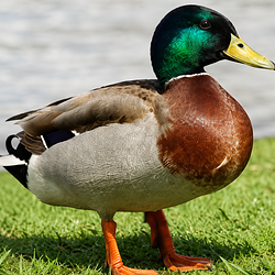 Ducky B / SOL