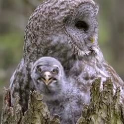 owl