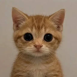 Neko