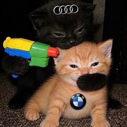 Meow