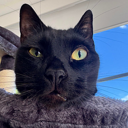 salem / SOL