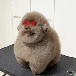 Mohu