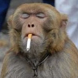 MONKEY$ / SOL