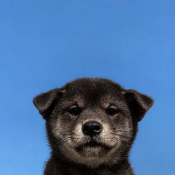 NI