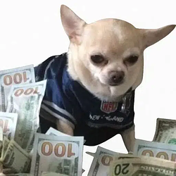 moneydog