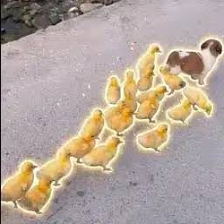 BROOD