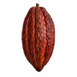 cocoa