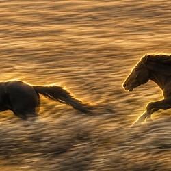 HORSES / SOL