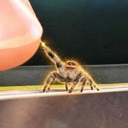 salticidae