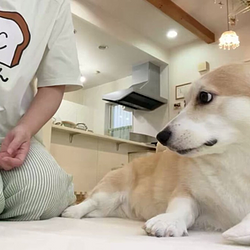 CORGI