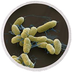 $Plague
