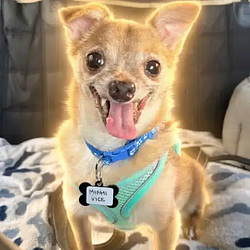 MUTTVILLE / SOL