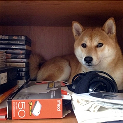 XDog