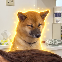 Kuma