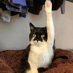 kitler