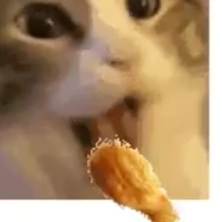 HUNGRYCAT