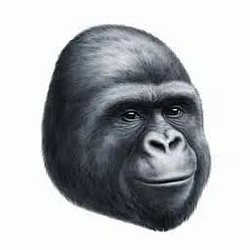 LEMONKEY