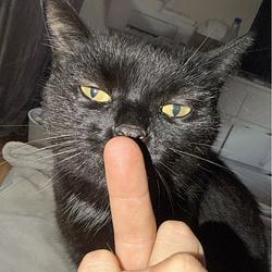 $CATTOKEN