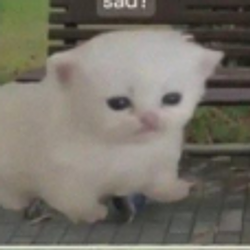 SADCAT / SOL