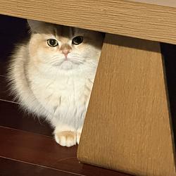 Goldencat