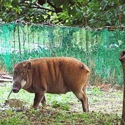 Wildboar