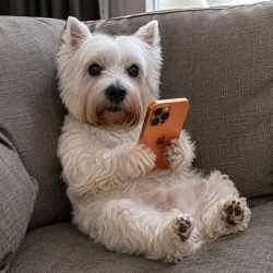 fone