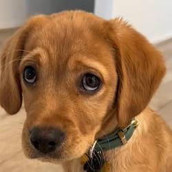 Remy
