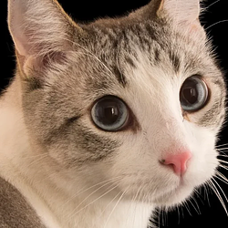 Nala The Cat