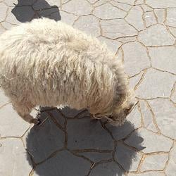 RostyaDog