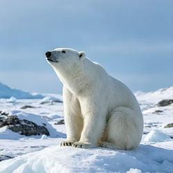 POLAR