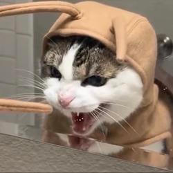 Mothcat
