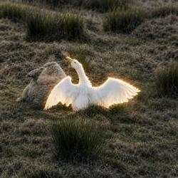 Goose